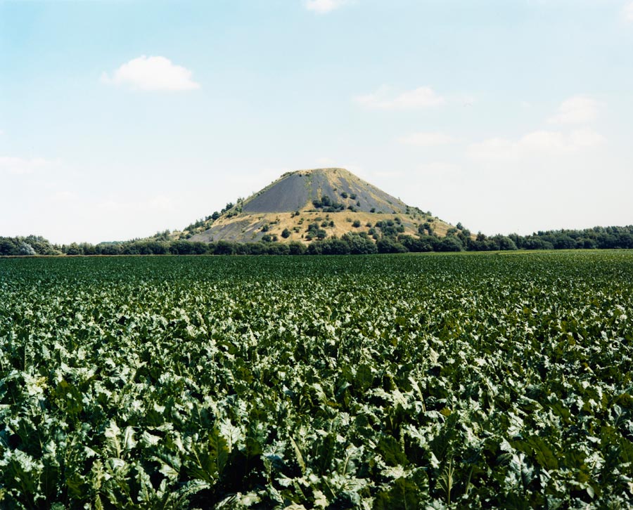 ein kohlfeld vor einer halb bewachsenen halde. // a cabbage field in front of a half overgrown slag heap.