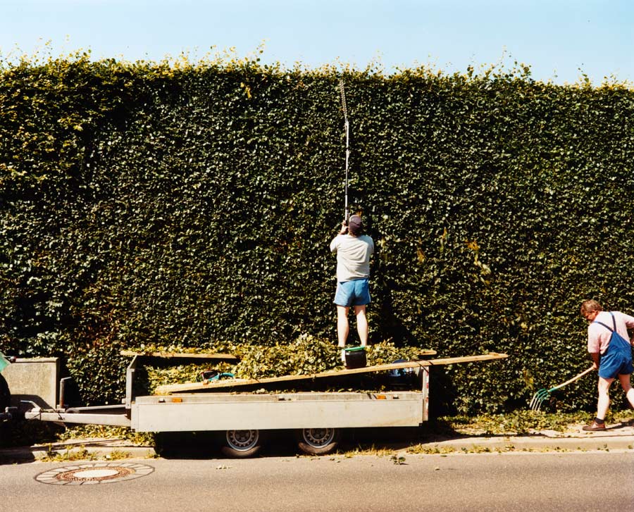 zwei männer beschneiden eine riesengroße hecke. // two men trimming a huge hedge. 