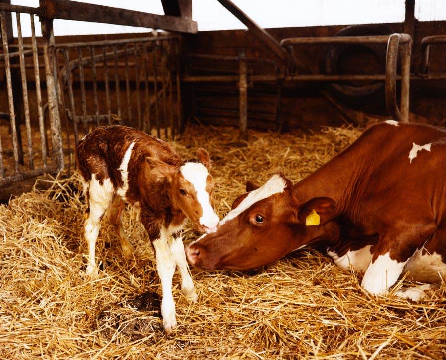 ein kalb und seine mutter, kurz nach der geburt. // a calf and its mother, shortly after birth.