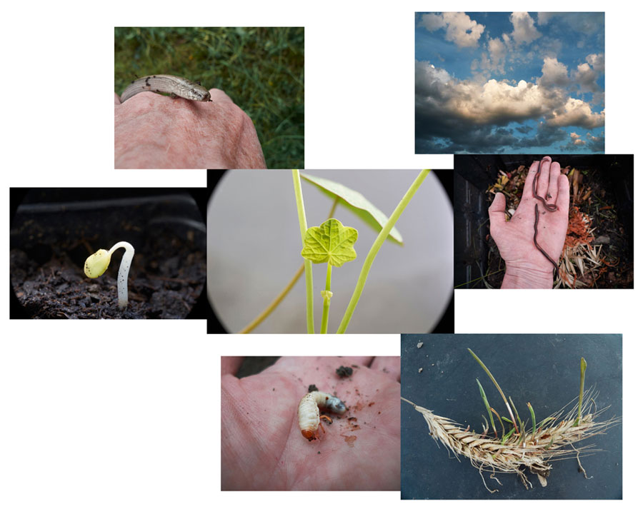 kapuzinerkresse, blindschleiche, regenwürmer und vorbeiziehende wolken / nasturtium, slow worm, earthworms and passing clouds