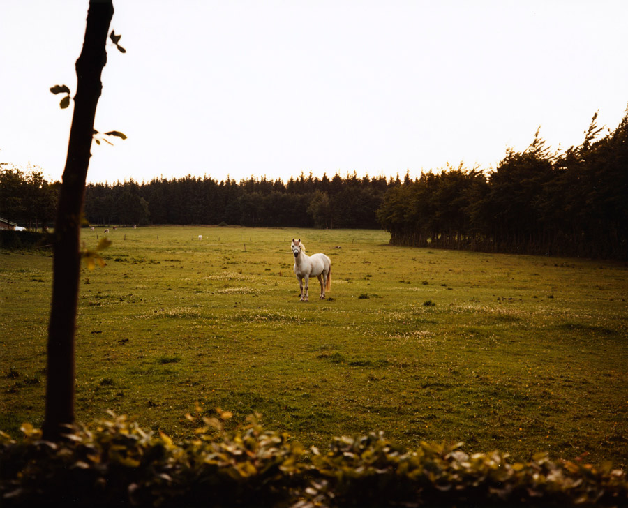 blick auf eine wiese mit einem weissen pferd, das mich anschaut. // view of a meadow with an white horse looking at me.
