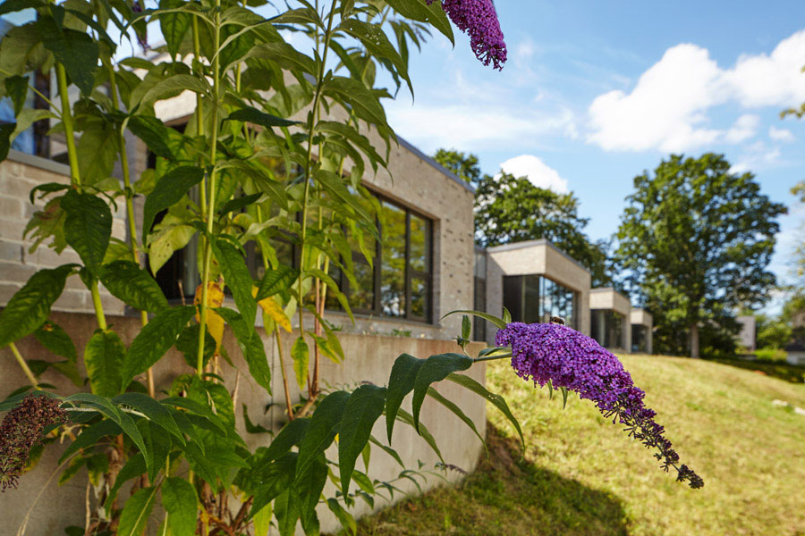 Ein wilder Flieder erinnert an die pädagogische Praxis, Schulgärten gemeinsam mit den Schüler:innen zu pflegen. / A wild lilac is a reminder of the educational practice of tending school gardens together with the pupils.