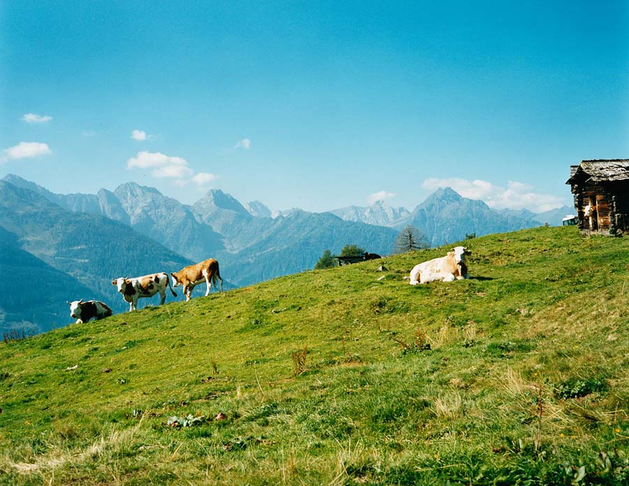 mein erster blick als ich auf der alm vom trecker stieg ... grünes grass, kühe, blauer himmel und berge in der ferne ...