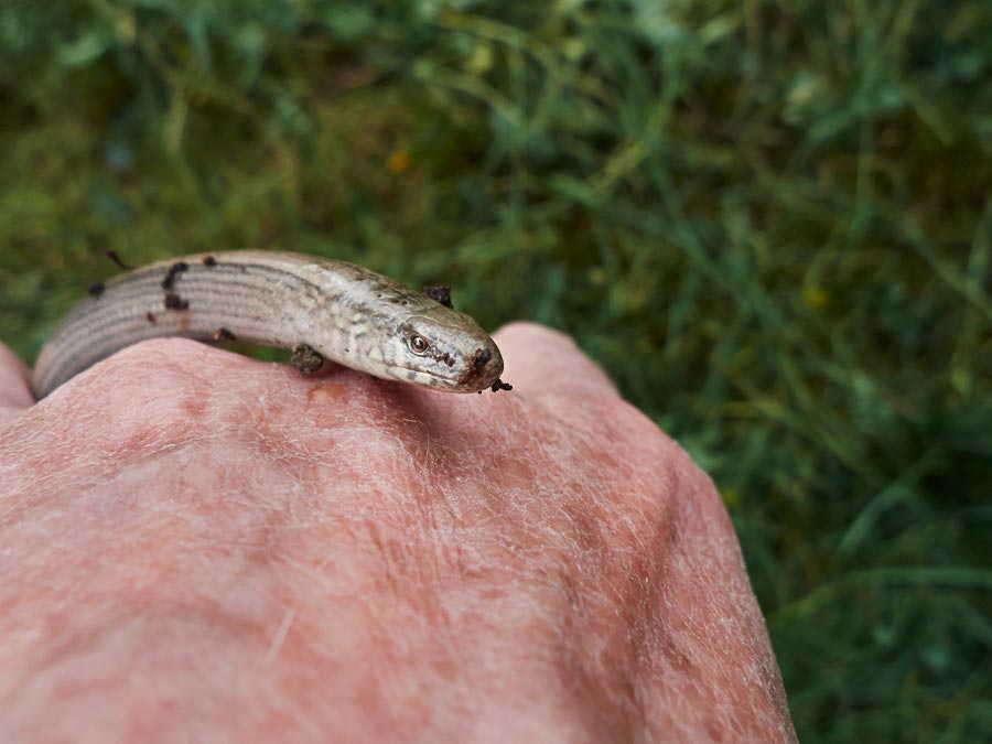 eine blindschleiche. ich habe sie mit der hand aus der komposttonne geholt, weil ich den kompost mit der mistgabel umgraben möchte. so bleibt sie unverletzt / a blindworm. i took it out of the compost garbage can by hand, because i want to dig up the compost with the pitchfork. so it remains unharmed