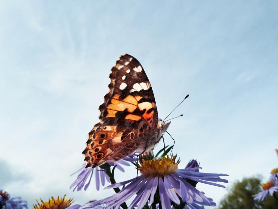 ein distelfalter sitzt auf der blüte einer aster / a thistle butterfly sits on the flower of an aster