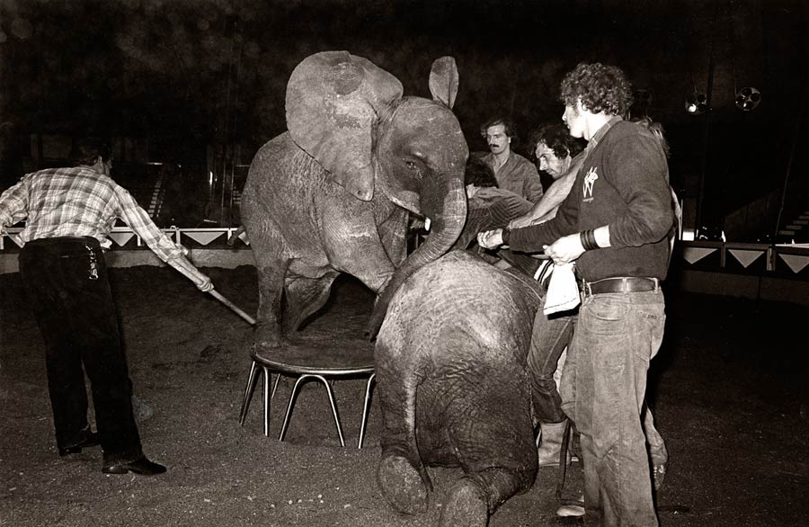 zwei junge elephanten werden für eine darbietung trainiert