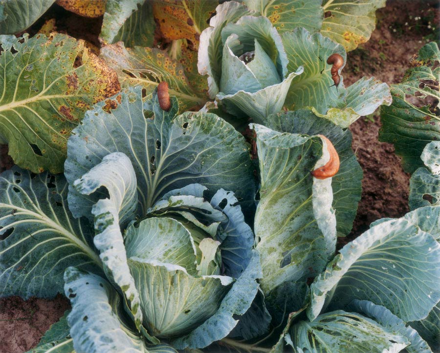 nacktschnecken erfreuen sich an leckeren kohlblättern // slugs enjoy delicious cabbage leaves