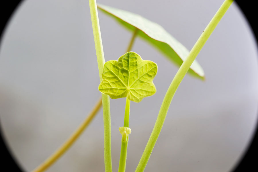 junge blätter einer kapuzinerkresse / young leaves of a nasturtium 