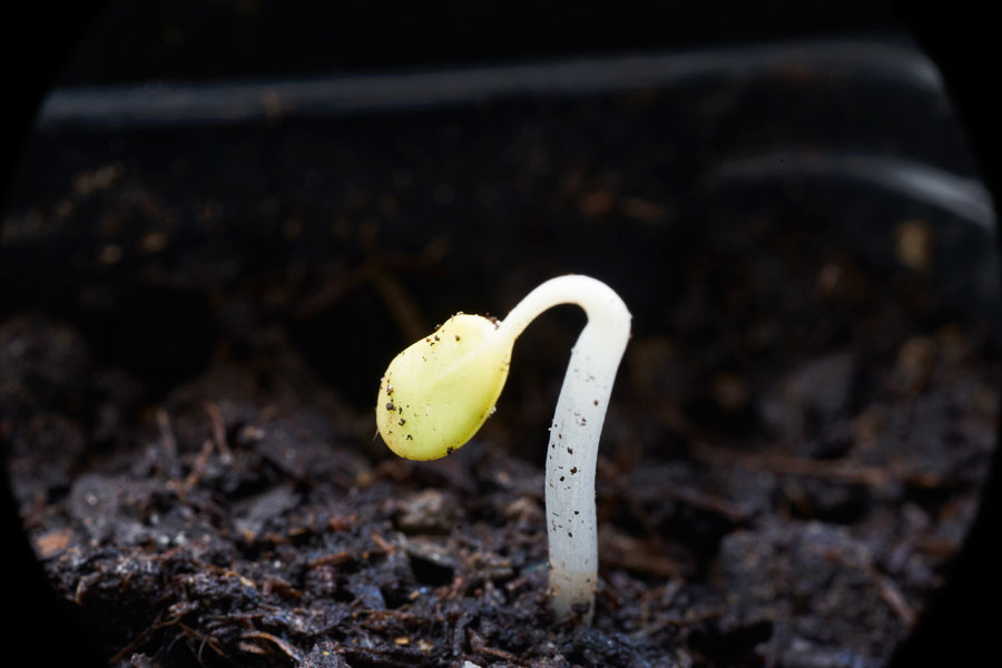 der keimling einer kapuzinerkresse / the seedling of a nasturtium