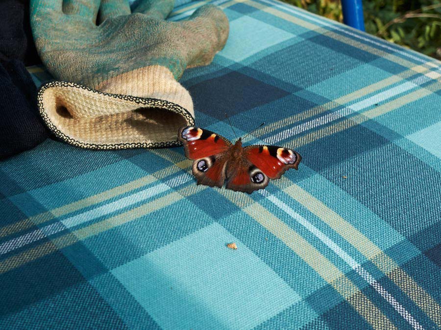 ein pfauenauge sonnt sich auf dem kissen / a butterfly sunbathing on the pillow
