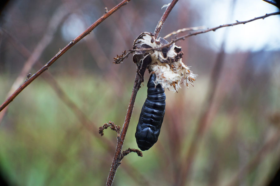 es ist januar, eine schmetterlingspuppe hängt an einem grashalm / it is january, a butterfly chrysalis hangs on a blade of grass