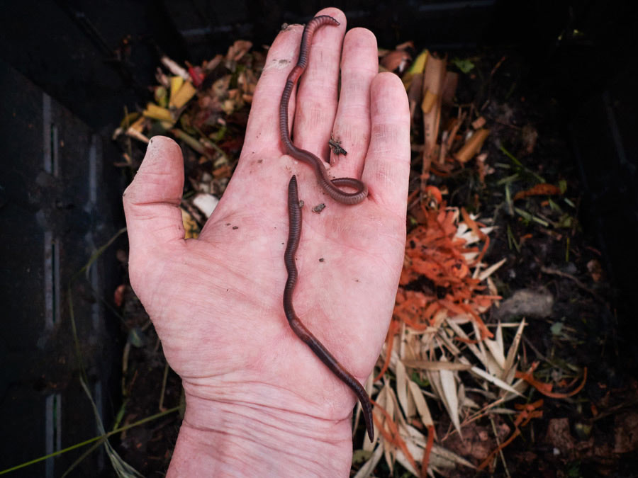 regenwürmer auf meiner handfläche,  kurz bevor ich sie in die komposttonne gebe /  earthworms on the palm of my hand just before I put them in the compost garbage can