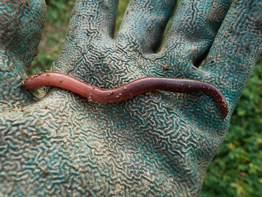 ein prächtiger regenwurm / a splendid earthworm