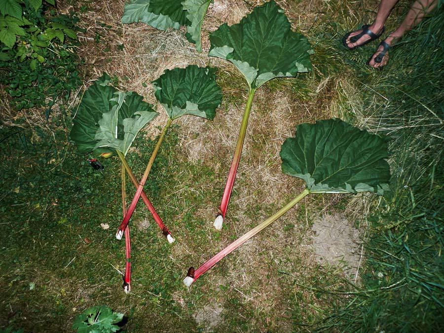 rhabarber - ernte im juni / rhubarb - harvest in june
