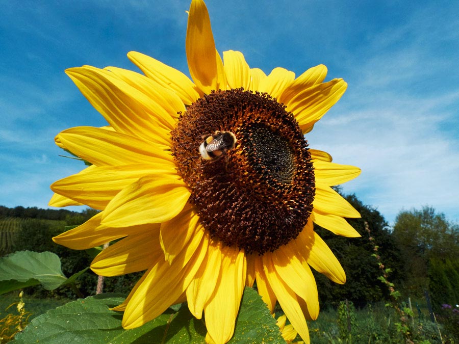 eine hummel sitzt auf einer prächtig gelb blühenden sonnenblume / a bumblebee sits on the blossom of a magnificently blooming sunflower