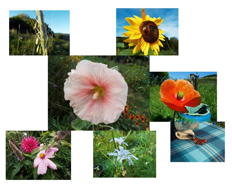 bouquet aus stockrose, sonnenblume, mohn, salatblüte