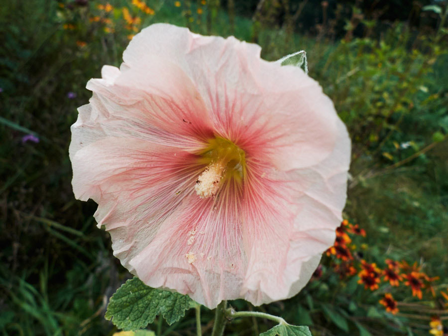 die blüte einer stockrose / the blossom of a hollyhock