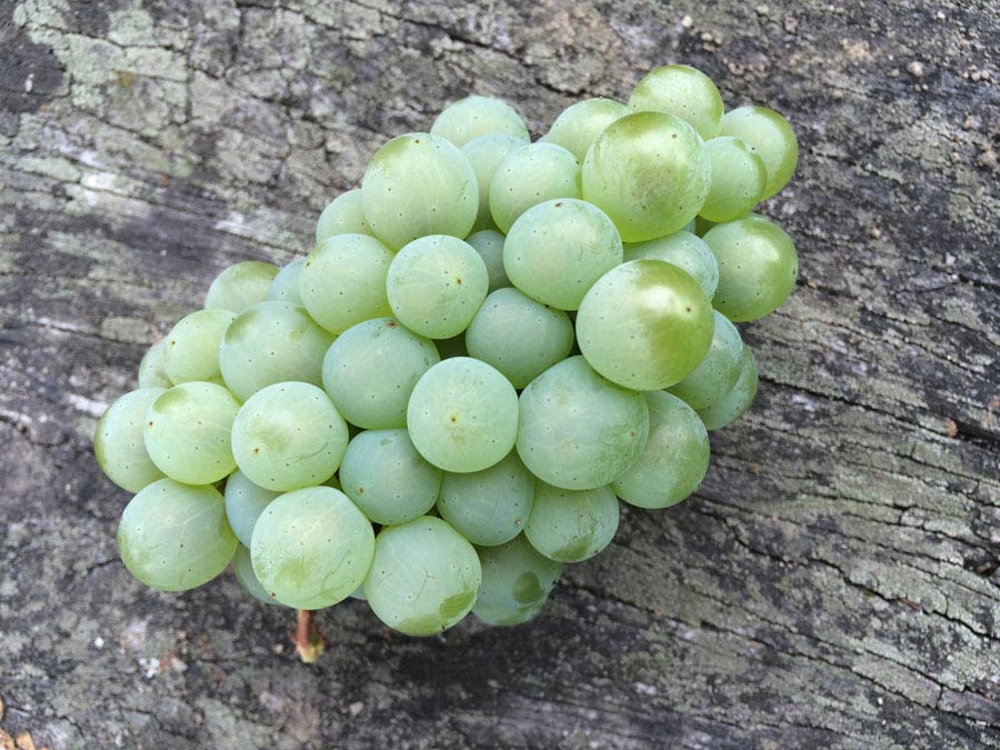 leckere weintrauben / delicious wine grapes