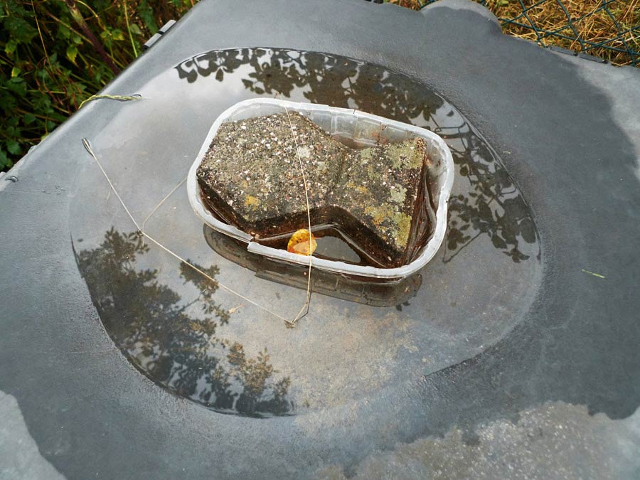 vogelbad, eine pfütze auf dem deckel der komposttonne / bird bath, a puddle on the lid of the compost garbage can 