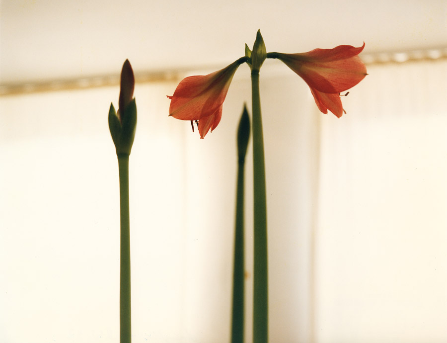 amaryllis 