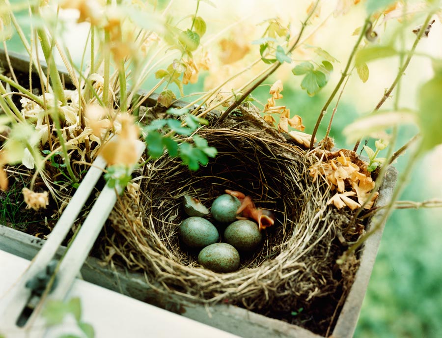 eine amsel schlüpft aus einem ei in einem vogelnest. es befindet sich in einer blumenkiste auf unserem balkon // a blackbird hatches from an egg in a bird's nest. it is in a flower box on our balcony