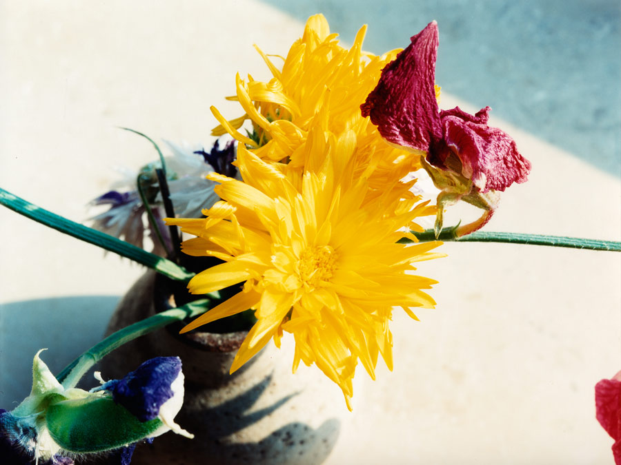 ein kleiner blumenstrauss auf unserer fensterbank - photographiert mit der 4x5 inch plattenkamera. // a small bouquet of flowers on our windowsill - photographed with the 4x5 inch plate camera.