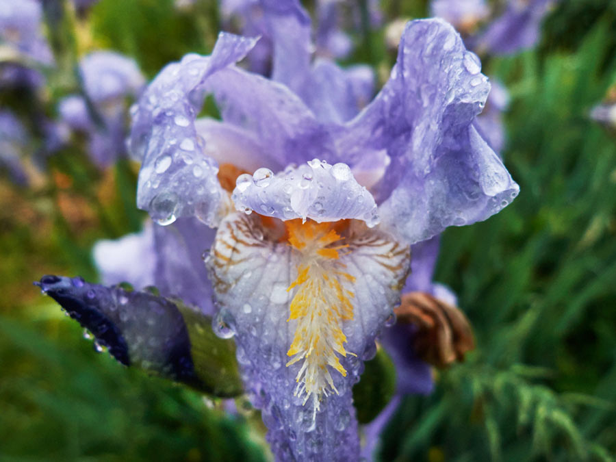 blaue iris nach dem regen / blue iris after the rain