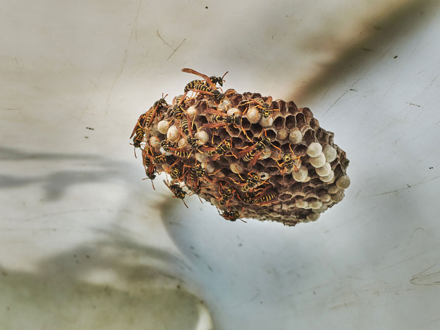 ein feldwespennest in unserer "gartenhütte" / a field wasp nest in our "garden hut"