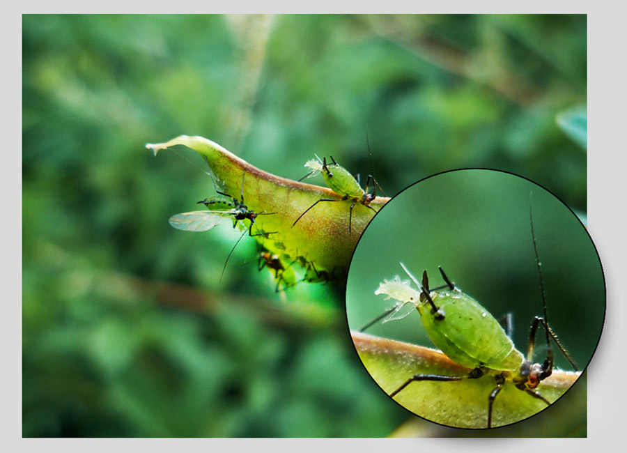 die geburt einer laus / the birth of a louse