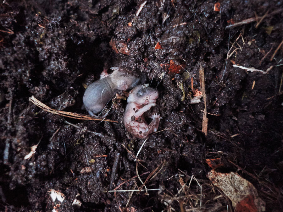 klitzekleines mäusebabie aus der komposttonne - beim umgraben hatte ich, ohne es zu wollen, zwei mäusebabies aus ihrem nest an die oberfläche geholt - am nächsten morgen waren sie wieder von der oberfläche verschwunden / tiny little baby mouse from the compost garbage can - while digging up the compost I had, without meaning to, brought two baby mice from their nest to the surface - the next morning they had disappeared from the surface again