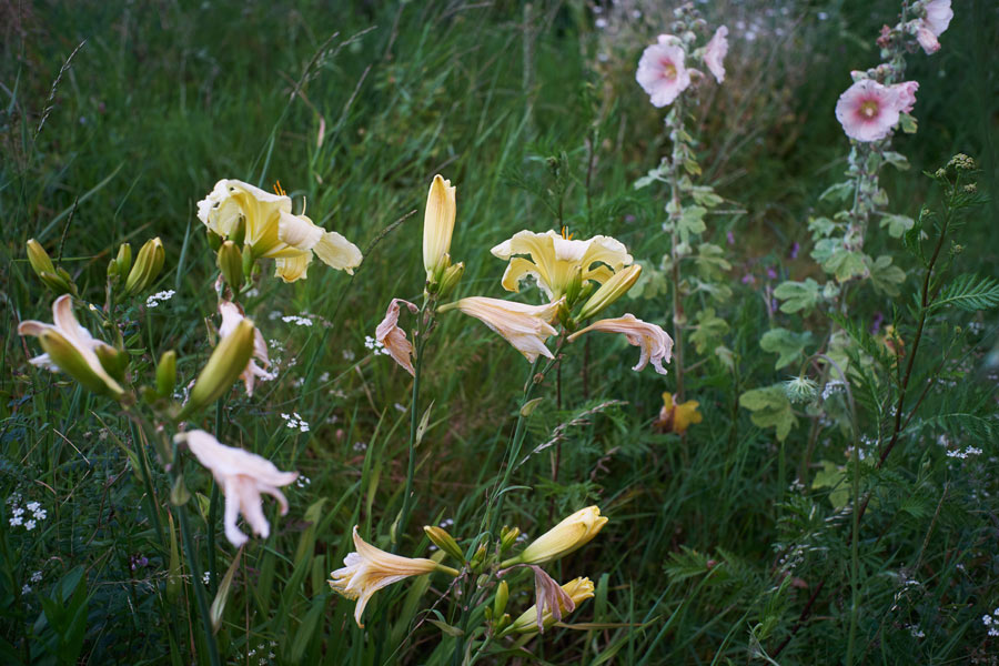 taglilien in verschiedenen blütenphasen / daylilies in different flowering phases