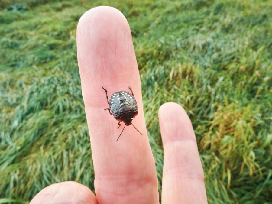 eine wanze krabbelt auf meinem finger /  a bug crawling on my finger