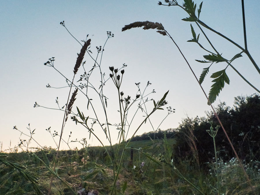 die silhouetten von wildkräutern im abendlicht / the silhouettes of wild herbs in the evening light