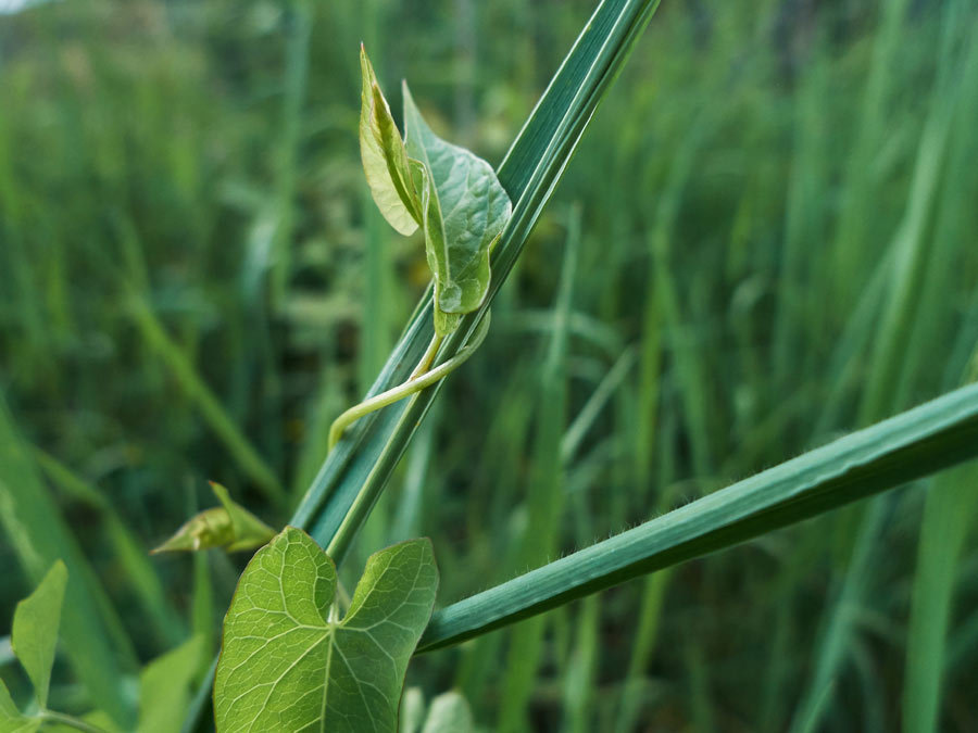 eine zaunwinde wickelt sich um ein blatt / a fence bindweed wraps itself around a leaf