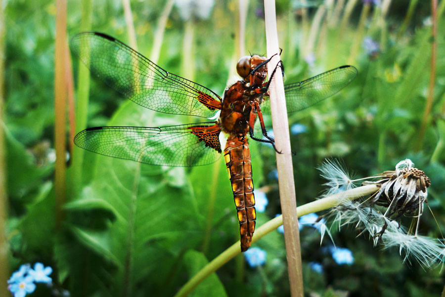 eine frisch geschlüpfte libelle hält sich am stängel einer löwenzahnblüte fest -  a newly hatched dragonfly clings to the stem of a dandelion flower 