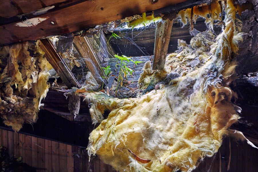 ehem. pulvermagazin: maroder dachstuhl mit pflanzen - unterhalb einer leckage, angewachsen zwischen holz und dämmaterial - former powder magazine: dilapidated roof truss with plants - below a leak, grown between wood and insulation material