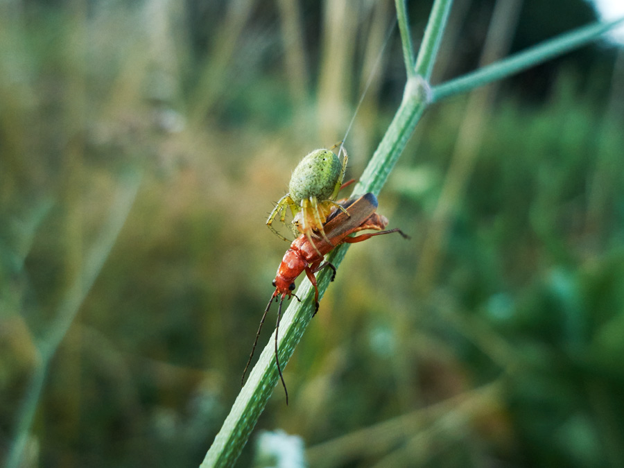 eine krabbenspinne überwältigt einen käfer / a crab spider overbears a beetle