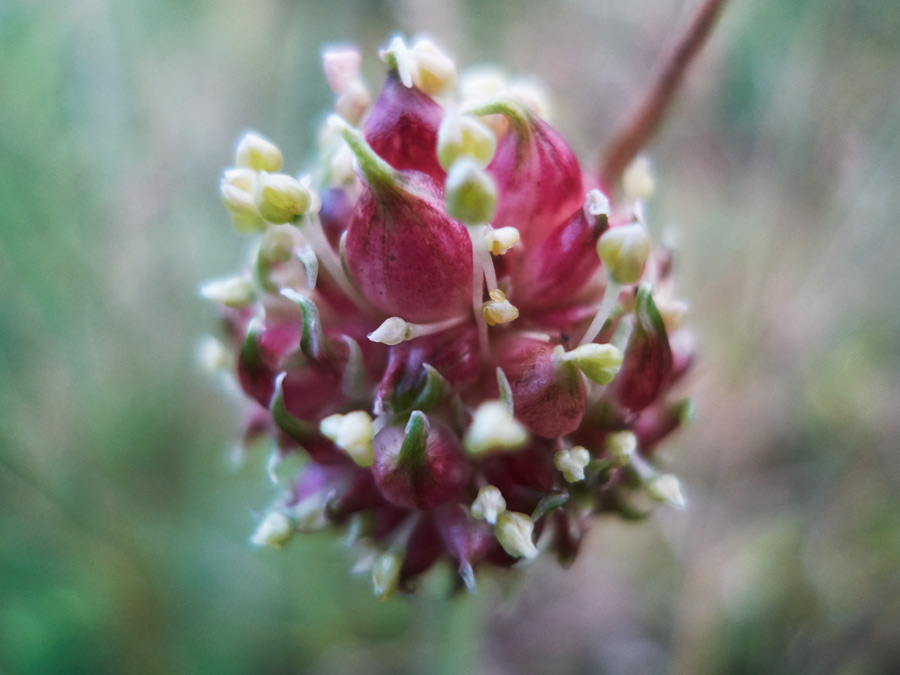brutzwiebeln des weinbergsknoblauch / seed bulbs of vineyard garlic