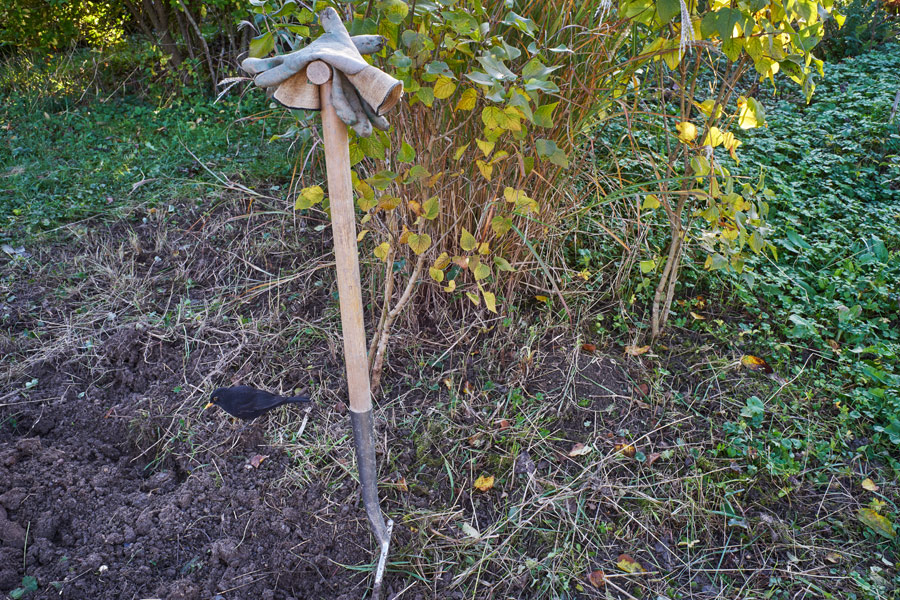 eine amsel besucht mich beim buddeln - sie sucht nach würmern / a blackbird visits me while I am digging - she is looking for worms