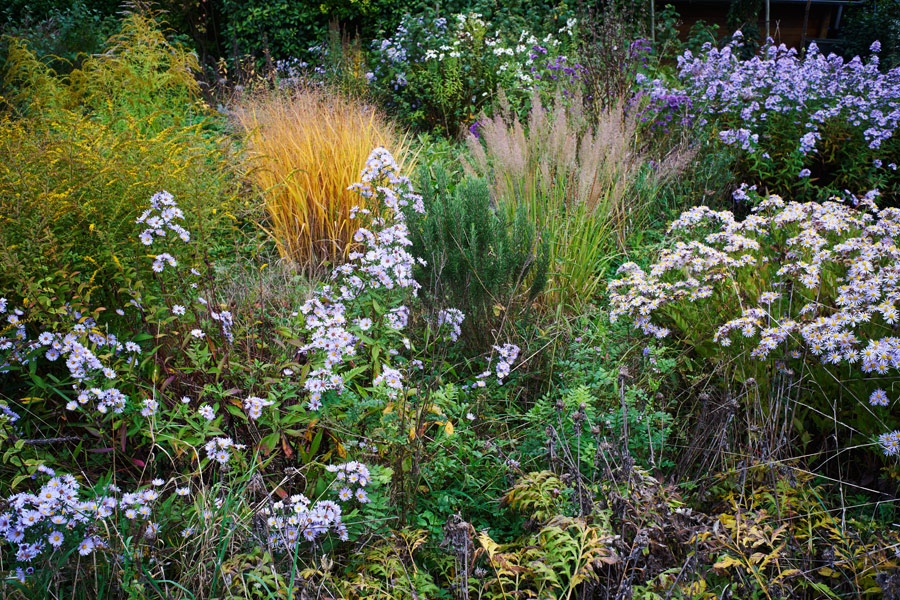 die astern werden von den bienen, hummeln und schmetterlingen geliebt - hier sind sie in voller blütenpracht / the asters are loved by bees, bumblebees and butterflies - here they are in full bloom