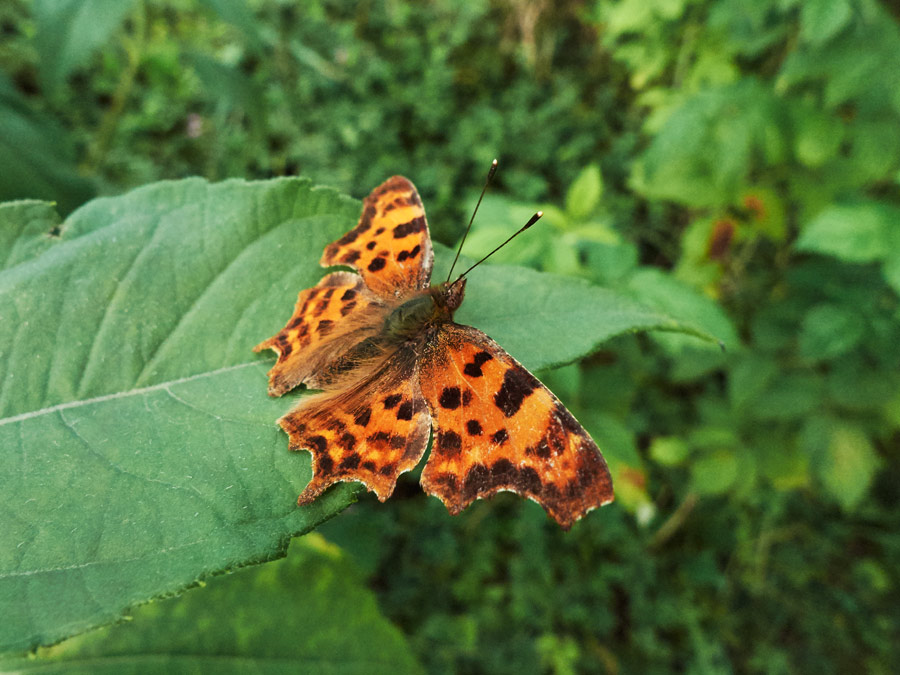 ein c- falter sitzt mit ausgebreiteten flügeln auf einem blatt - a butterfly sits on a leaf with its wings spread out