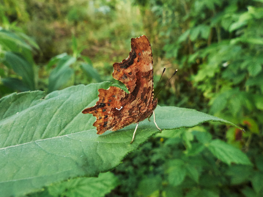 ein c- falter sitzt mit zusammengeklappten flügeln auf einem blatt - a butterfly sits on a leaf with its wings folded