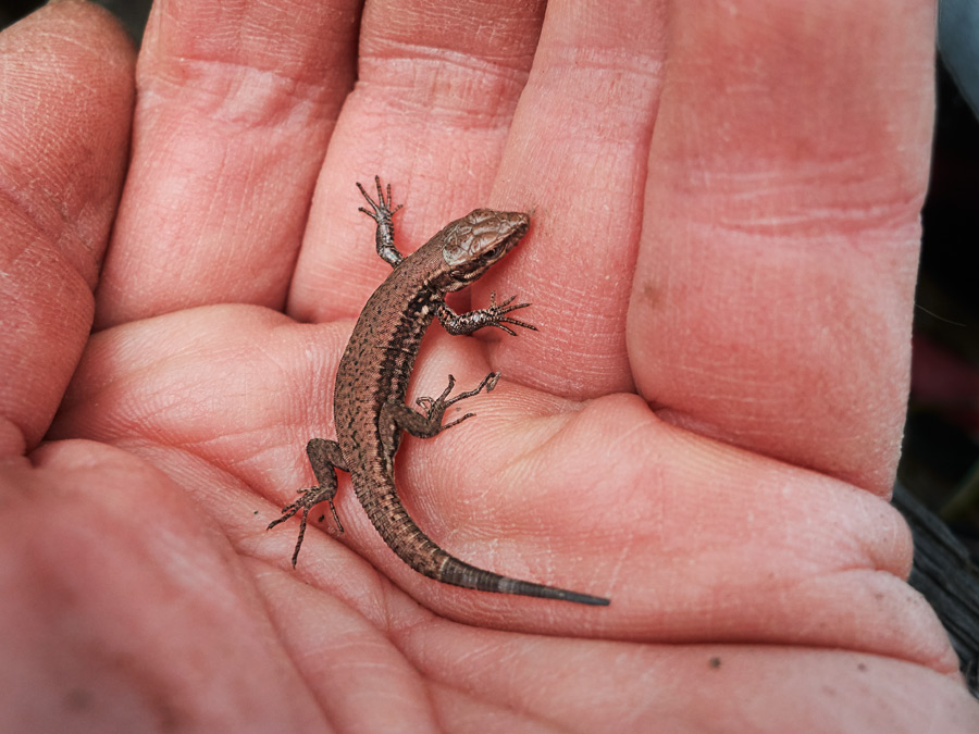 eine baby eidechse krabbelt auf meiner hand - a baby lizard crawls on my hand