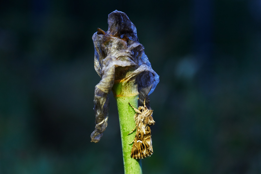 ein falter (aschgraue höckereule) sitzt an einem blütenstengel - a moth (aschgraue höckereule - trichaplusia ni) sits on a flower stem