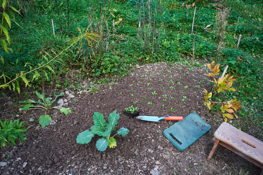 frisch gepflanzter kohl und feldsalat - freshly planted cabbage and lamb's salad 