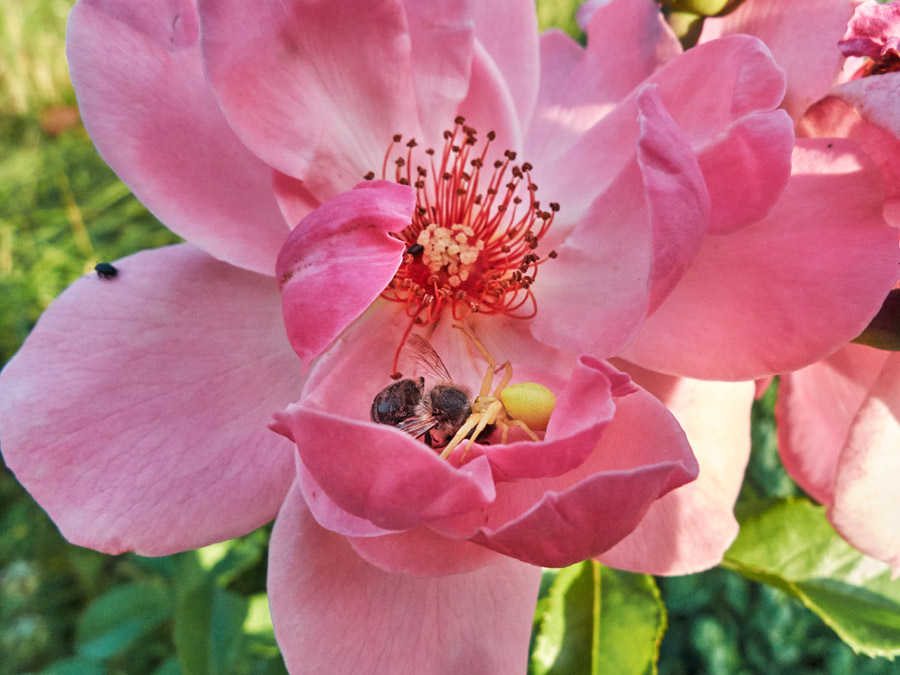 eine krabbenspinne überwältigt eine biene - sie injiziert ihr gift in den nacken der biene / a crab spider overpowers a bee - it injects its venom into the bee's neck