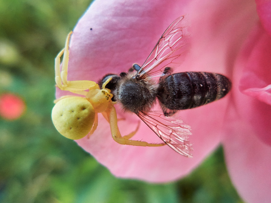 eine krabbenspinne überwältigt eine biene - sie injiziert ihr gift in den nacken der biene / a crab spider overpowers a bee - it injects its venom into the bee's neck