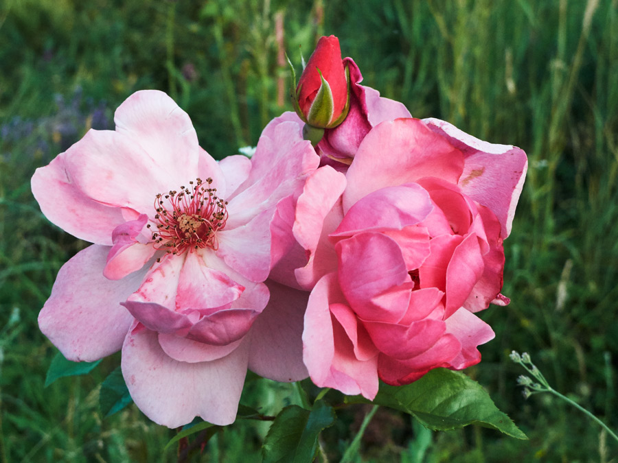 die blütenphasen der rose - the flowering stages of the rose