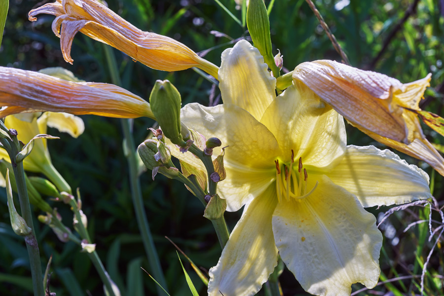 die blütenphasen der gelbe taglilien - the flowering stages of the yellow daylily