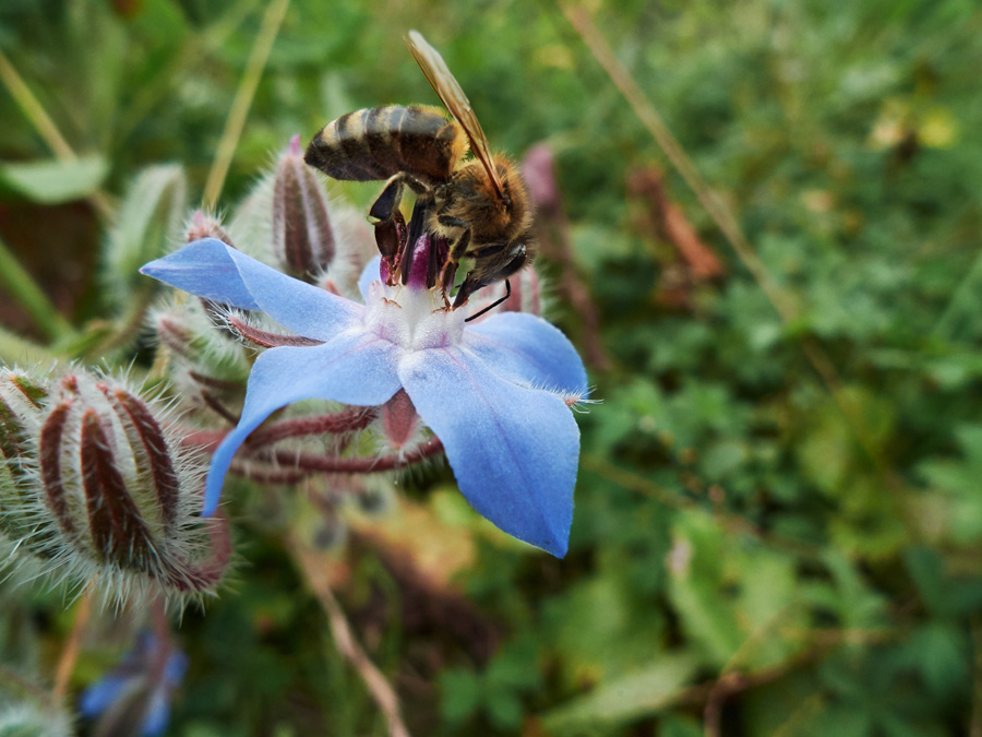 eine honigbiene labt sich an einer borretschblüte // a honey bee feasts on the blossom of a starflower
